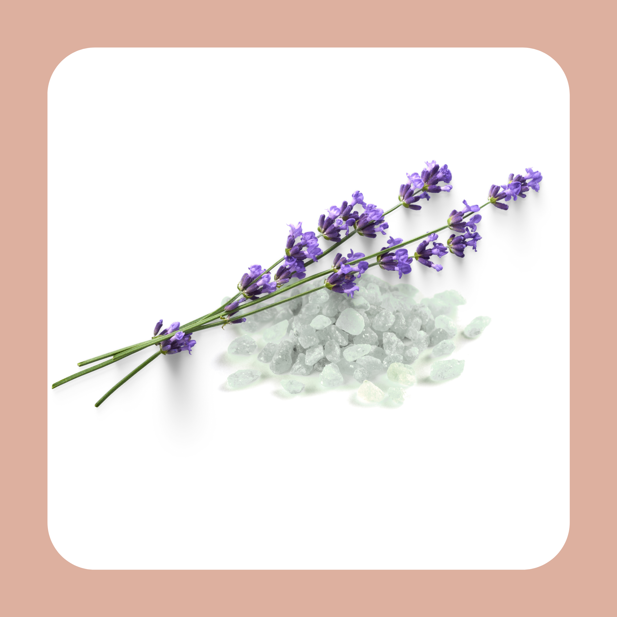 Himalayazout - Lavendel geur